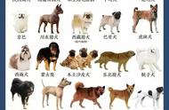 中华田园犬品种大揭秘：55种不同的选择，你最爱哪一款？