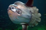 翻车鱼：世界上最蠢的鱼，为何还未灭绝？