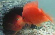 红红的鹦鹉鱼：掌握这四个小技巧，轻松养出健康鱼