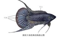 中国斗鱼：小型观赏鱼的魅力
