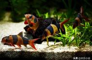 印尼三间鼠：鱼缸底栖观赏鱼的温和性格与易养特性