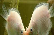揭秘接吻鱼：你了解这种奇特的生物吗？