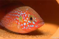 红宝石鱼：热带宠物鱼新手的最佳选择