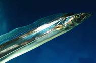 银色的带鱼：海洋生物的独特之美
