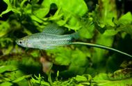 剑尾鱼：一种常见的观赏鱼