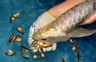 哪些观赏鱼能繁殖出小鱼？