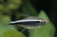 小型观赏鱼的魅力：黑莲灯的养殖与鉴赏