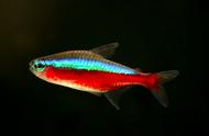 宝莲灯：热带鱼中的珍稀品种，饲养需谨慎