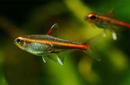 红灯管：小型热带观赏鱼的迷人之选