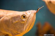 南美银龙鱼为何从一见钟情到被亚洲龙鱼练手？