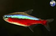 亚马逊河流域的彩虹鱼：宝莲灯的美丽世界