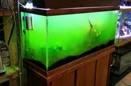鱼缸绿水问题的解决方案：杀菌灯是你的救星
