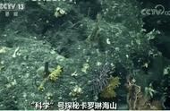 探索未知：你见过数千岁的珊瑚吗？