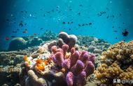 为何彩色的珊瑚会变成白色？珊瑚白化现象有多严重？