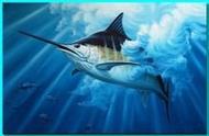 吉尼斯纪录保持者：旗鱼，海洋速度之王