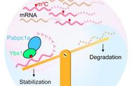 RNA甲基化如何影响斑马鱼母源mRNA的稳定性：一项新研究