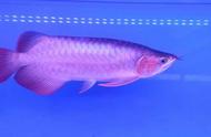 观赏鱼体色变化频繁，是饲养不当还是其他原因？