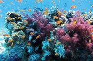 珊瑚预示第六次大灭绝即将来临？
