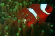 小丑雀鲷科鱼类：红透的海洋精灵