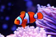 热带鱼之美：揭秘地球上十大最迷人的鱼类，小丑鱼和神仙鱼位列其中！