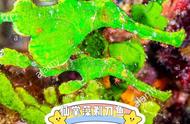 仙掌藻剃刀鱼：海洋中的绿色奇迹