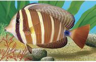高鳍刺尾鱼：海洋中的彩虹使者