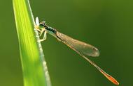 夏日蜻蜓：水中精灵的绝美舞蹈