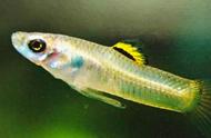 巴西贼胎鳉鱼：黑黄相间的背鳍，令人难以忘怀