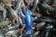 济南海鲜市场惊现“蓝色小龙虾”，疑似观赏虾误入