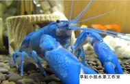 今天让我们一起探讨蓝魔虾的世界