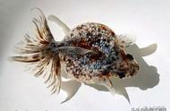 皮球珍珠金鱼：一种独特的品种介绍