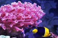 珊瑚的奥秘：动物还是植物？