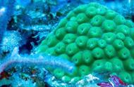 海洋的哀歌：珊瑚大面积死亡，海底生态岌岌可危