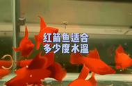 红箭鱼的理想水温是多少？
