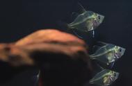 玻璃拉拉鱼：揭秘海洋生物的奥秘