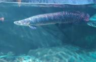 河霸巨骨舌鱼：1亿年的传奇，400斤的震撼，却败给人类的铁锅