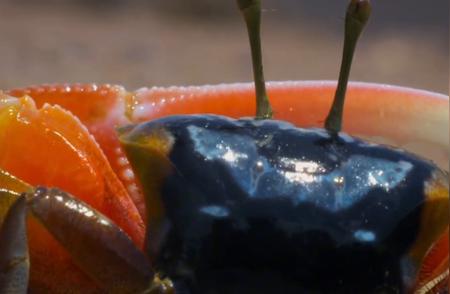 🦞探索自然界：招潮蟹的鲜艳色彩
