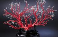 千年海洋精灵：红珊瑚的尊贵与大方