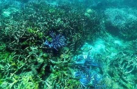 澳大利亚大堡礁遭遇罕见“水下丛林大火”，珊瑚大面积白化