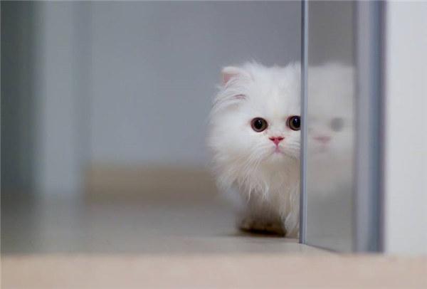 超萌可爱波斯猫的高清图片，喜欢有趣动物图片的可关注小编