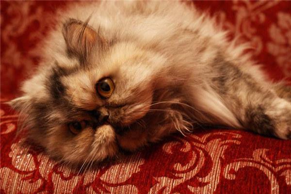 超萌可爱波斯猫的高清图片，喜欢有趣动物图片的可关注小编