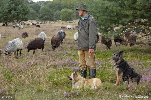 德国牧羊犬 世界犬类智商排行第3位 German Shepherd 德国牧羊犬