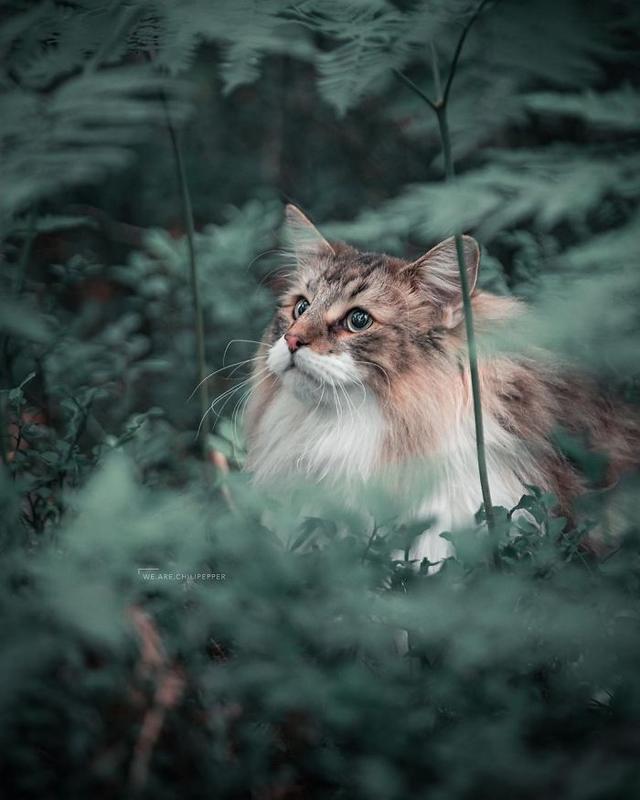 威武的王者—挪威森林猫