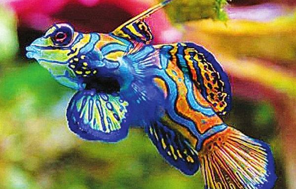 地球上10大最漂亮的热带鱼，小丑鱼和神仙鱼上榜，你最喜欢哪种？