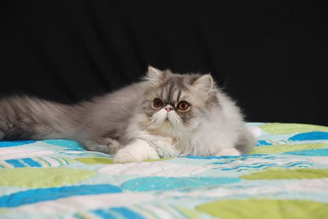 波斯猫相信大家都不陌生它是世界上最出名的猫类品种了相貌迷人