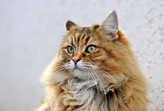波斯猫相信大家都不陌生它是世界上最出名的猫类品种了相貌迷人