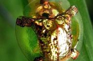 揭秘：神秘的龟甲虫，你了解多少？