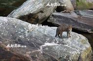 探索唐家河：豹猫与它的孩子们跨越小河的珍贵瞬间