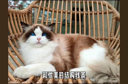 探索18种布偶猫花色，成为猫咪收藏家