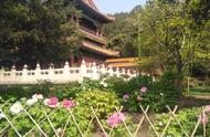 北京景山公园：两万株牡丹争艳春冠